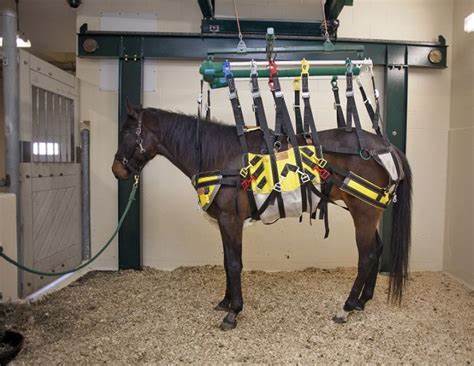 Equine Assistive Rehabilitative Lift