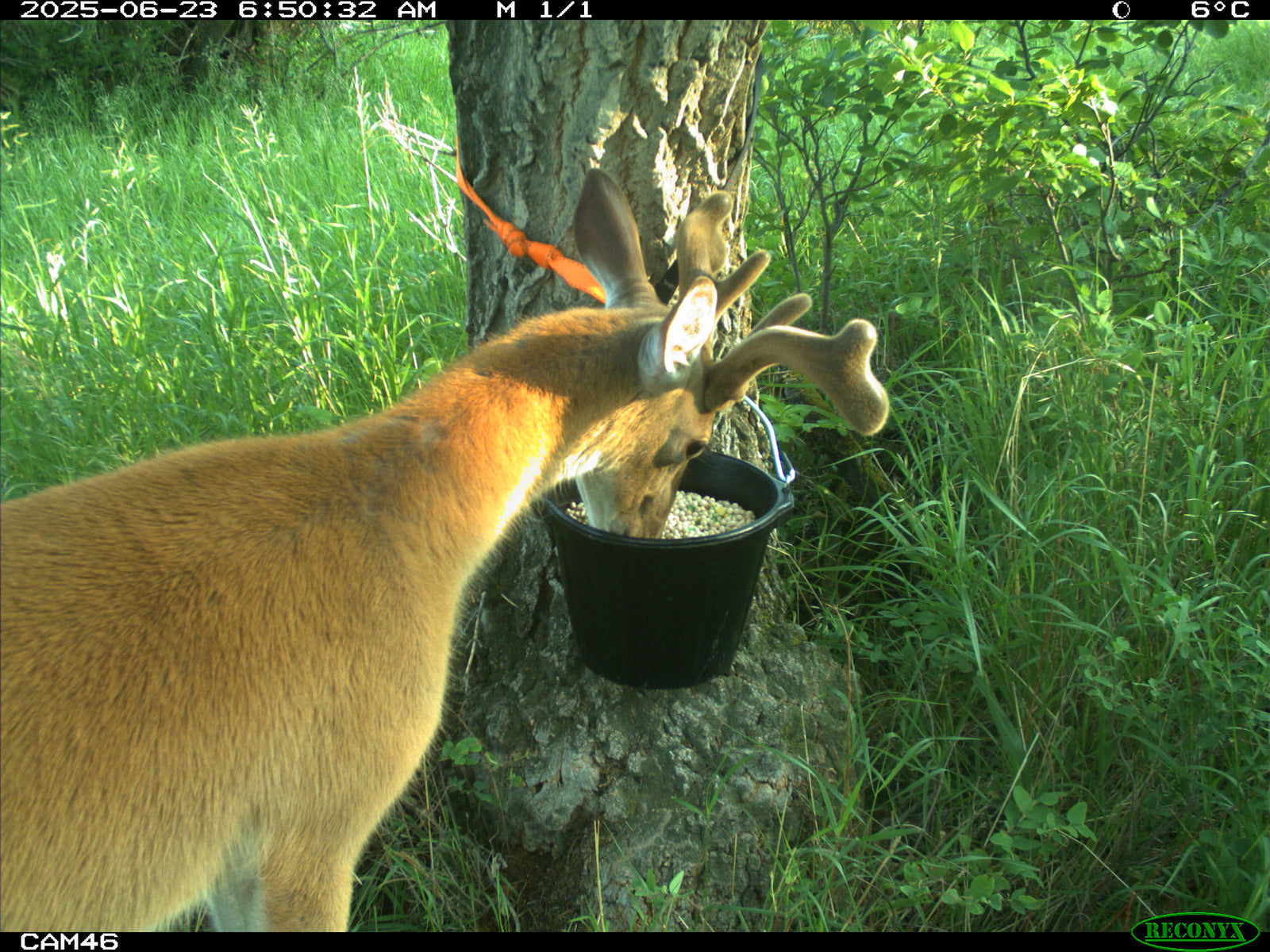 Deer at a feeding station during One Health field research